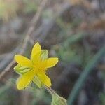 Helianthemum ledifolium फूल