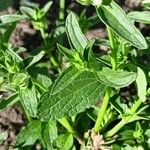 Stachys annua Blad