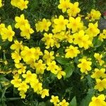 Linum flavum Flower