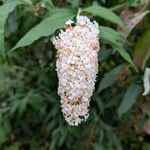 Buddleja asiaticaFlower