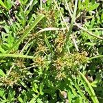 Cyperus fuscus Frucht