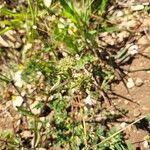 Valeriana echinata Plod