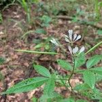 Cleoserrata serrata Λουλούδι