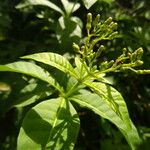 Rauvolfia viridis Leaf