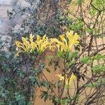 Lycoris aurea Fleur