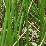 Juncus conglomeratus Folha