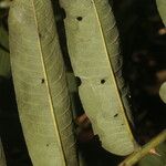 Zanthoxylum ekmanii 葉
