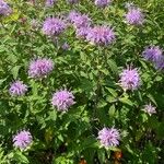 Monarda fistulosaFloro