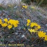 Sternbergia sicula आदत