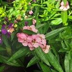 Angelonia angustifolia Λουλούδι