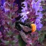 Salvia nemorosa Beste bat