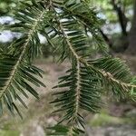 Abies homolepis Leaf