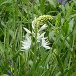 Camassia leichtlinii Květ