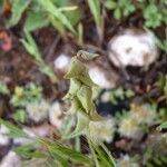 Astragalus epiglottis Fruchs