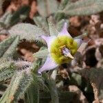Trichodesma calcaratum Květ