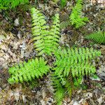 Polystichum braunii Libunga