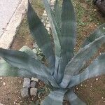 Agave americana葉