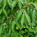 Lonicera maackii Feuille
