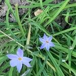 Ipheion uniflorum Flor