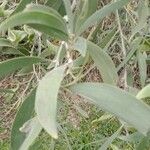 Acacia holosericea পাতা