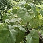 Croton macrostachyus Yaprak