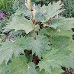 Rheum palmatum Likasa