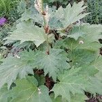 Rheum palmatum Листок