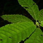 Psychotria jimenezii Leaf