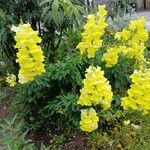 Antirrhinum majus Buveinė