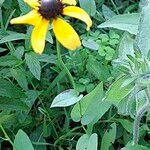 Rudbeckia amplexicaulis