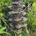 Ajuga pyramidalis Folha