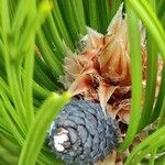 Pinus banksiana फूल