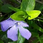 Vinca minor Blomma