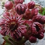 Sempervivum marmoreum Flor