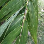 Sorghum arundinaceum Blatt