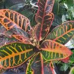 Croton Petraഇല