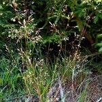 Deschampsia flexuosa Blüte