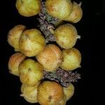 Paullinia rugosa Плод