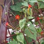 Ipomoea hederifolia Habitus