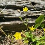 Ranunculus sardous Blomst