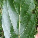 Nectandra membranacea Feuille