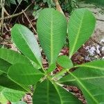 Voacanga africana Blad