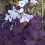 Oxalis triangularis Flower