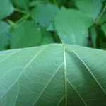 Rubus godronii Leaf