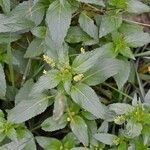 Mercurialis annua Folha