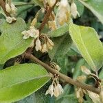 Elaeagnus macrophylla Cvet