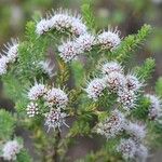 Darwinia diosmoides പുഷ്പം