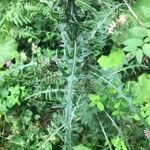 Cirsium palustre Leaf