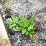 Plantago subnuda Habit