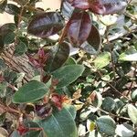 Maurocenia frangularia